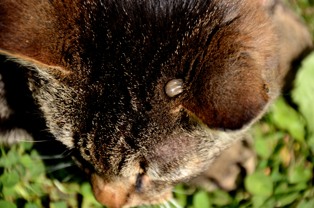 tick on the head of a tabby cat