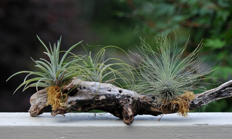 tillandsia