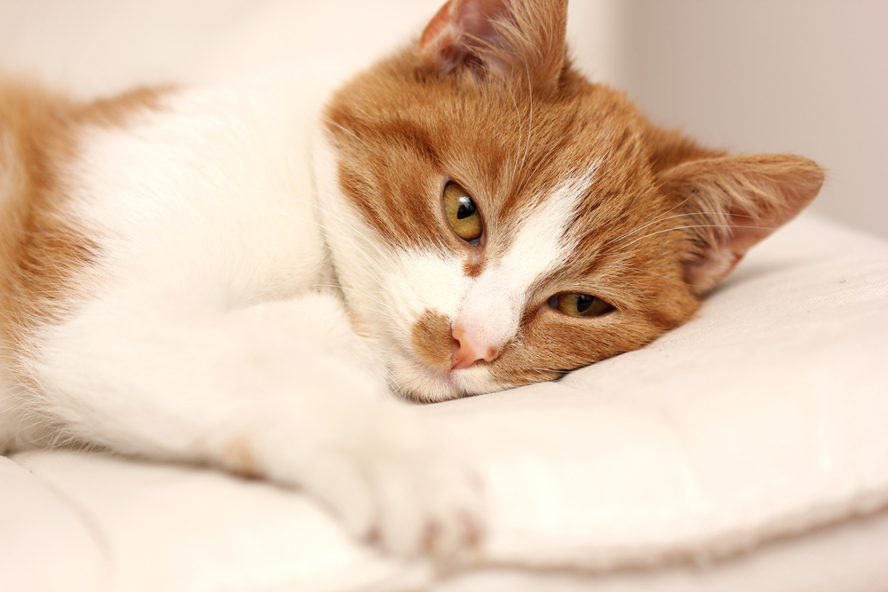 Is My Cat Stressed or Sick? Vet-Reviewed Signs & Ways to Help