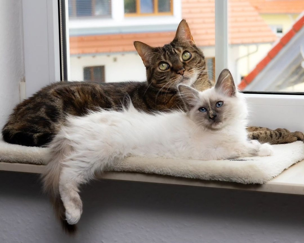Why Don’t My Cats Cuddle With Each Other? 10 Vet-Approved Reasons