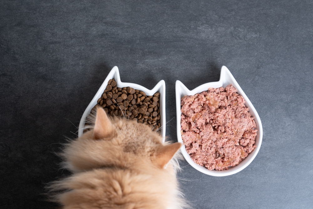 8 Types of Cat Food: Vet-Reviewed Nutrition Facts & Advice