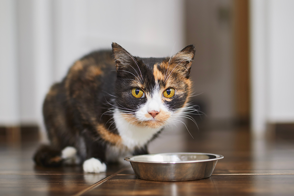 You're Probably Feeding Your Cat Wrong (Here's How to Fix It)