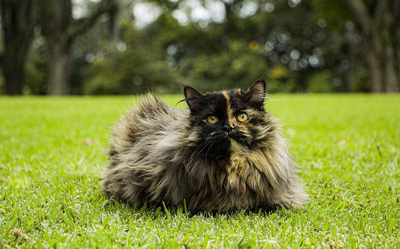 Tortoiseshell Persian Cat: Info, Pictures, Origins & History