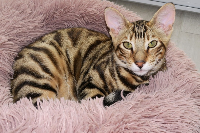 8 Best Modern Cat Beds in 2026 - Reviews & Top Picks