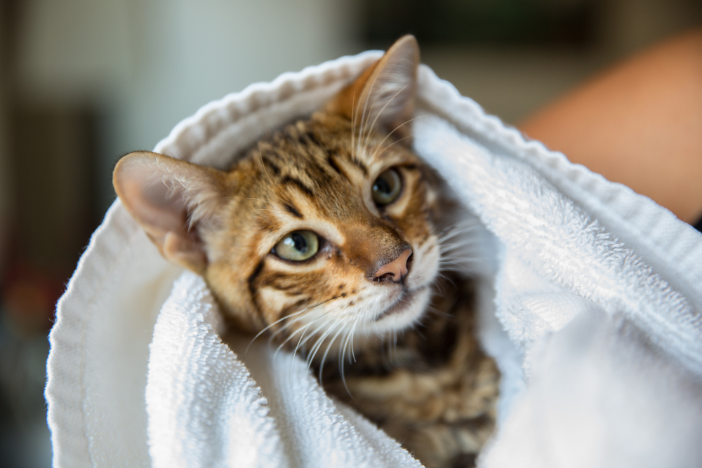 15 Designer Cat Breeds (With Info & Pictures)
