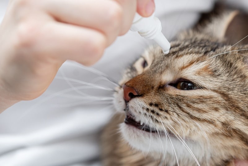 5 Vet-Reviewed Tips on How to Use Cat Eye Drops (Without Getting Scratched)