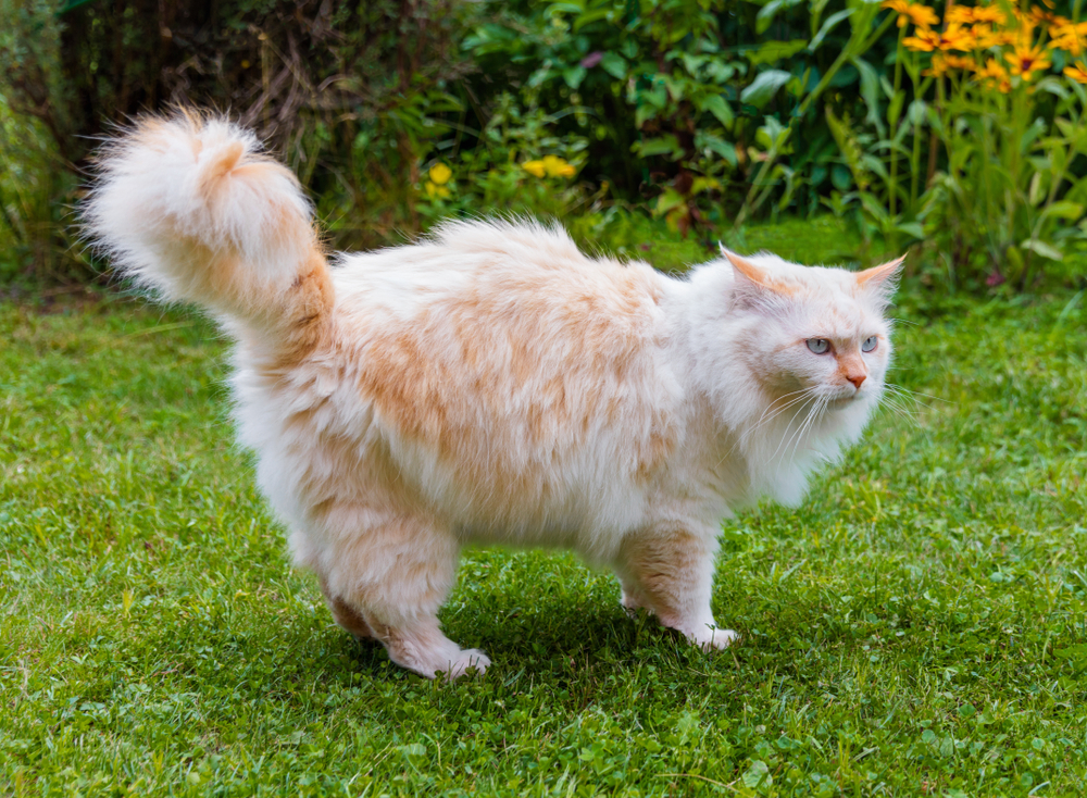 How to Keep Cats Out of Mulch: 12 Vet-Reviewed Tips
