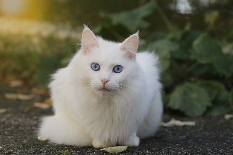 Are All White Cats With Blue Eyes Deaf? Vet-Reviewed Facts & FAQ