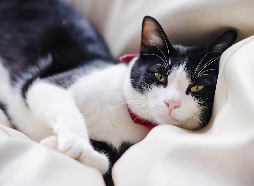 What Emotions Can Cats Feel? What Science Has to Say
