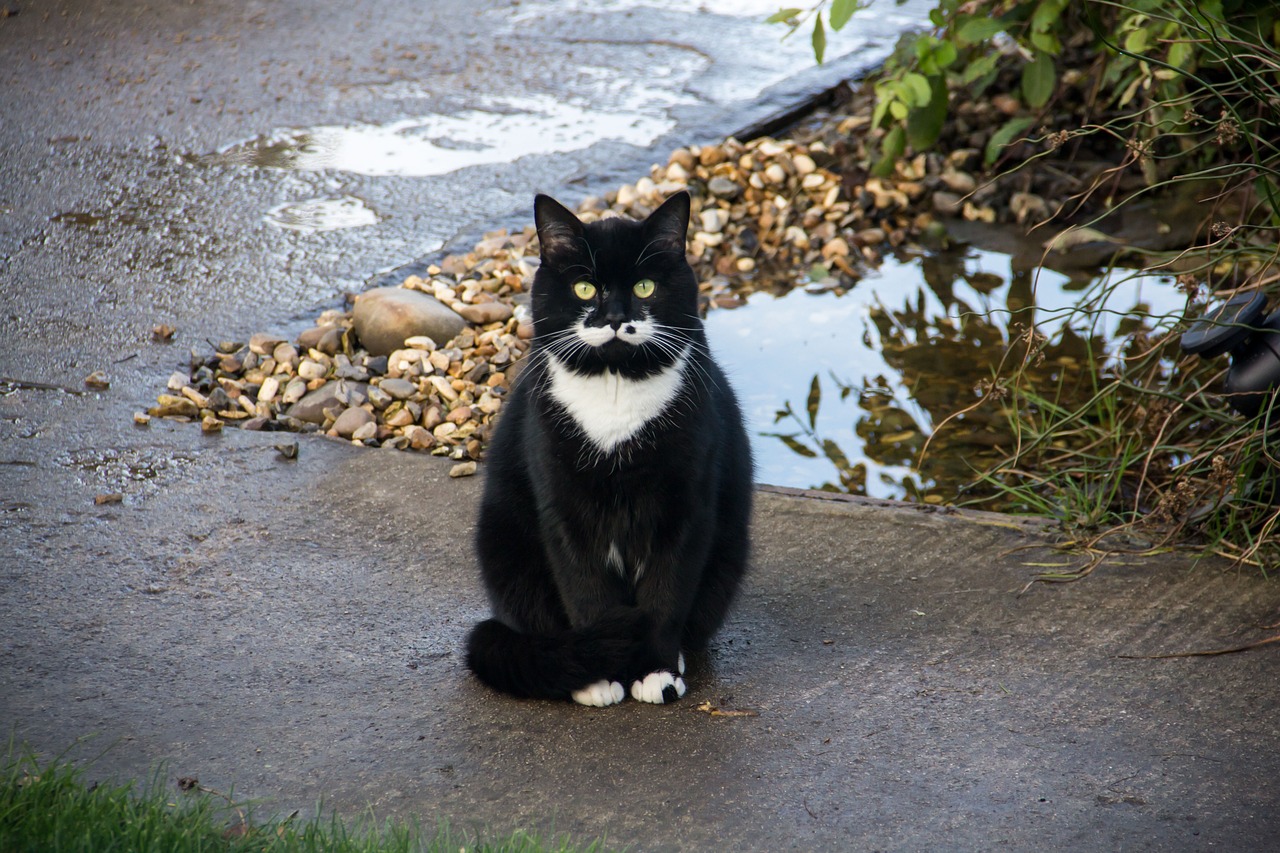 Tuxedo Cats Aren’t a Breed - So What Are They?