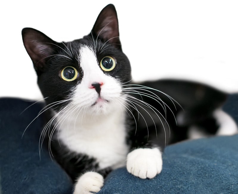 Retinal Detachment in Cats: Causes, Signs, and Care (Vet Answer)