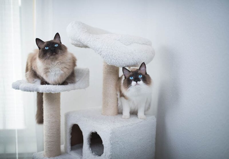 20 Easy DIY Cat Furniture Plans You Can Make Today (With Pictures)