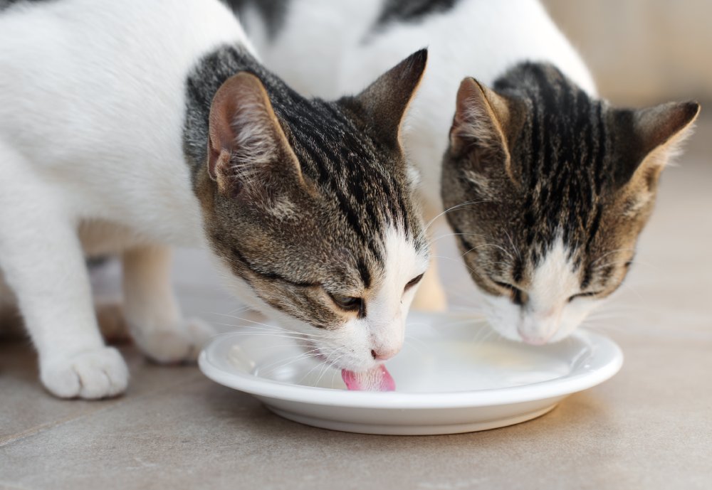 Why Do Cats Like Milk? 2 Vet-Approved Reasons & FAQ