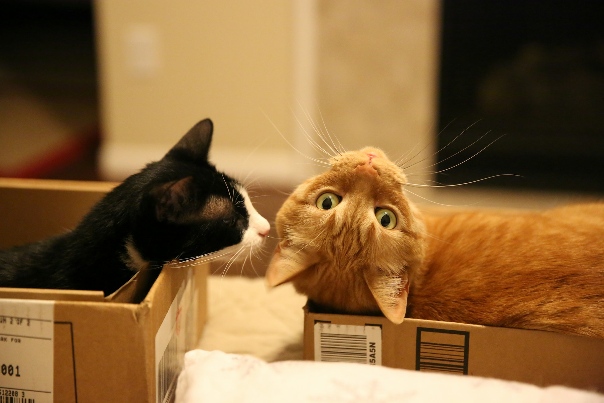 two cats in boxes