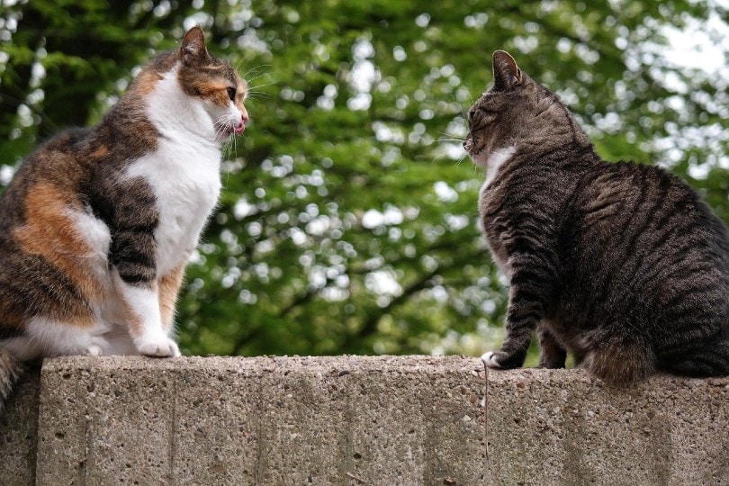 Do Cats Inbreed? Vet-Reviewed Dangers & Why It's Bad