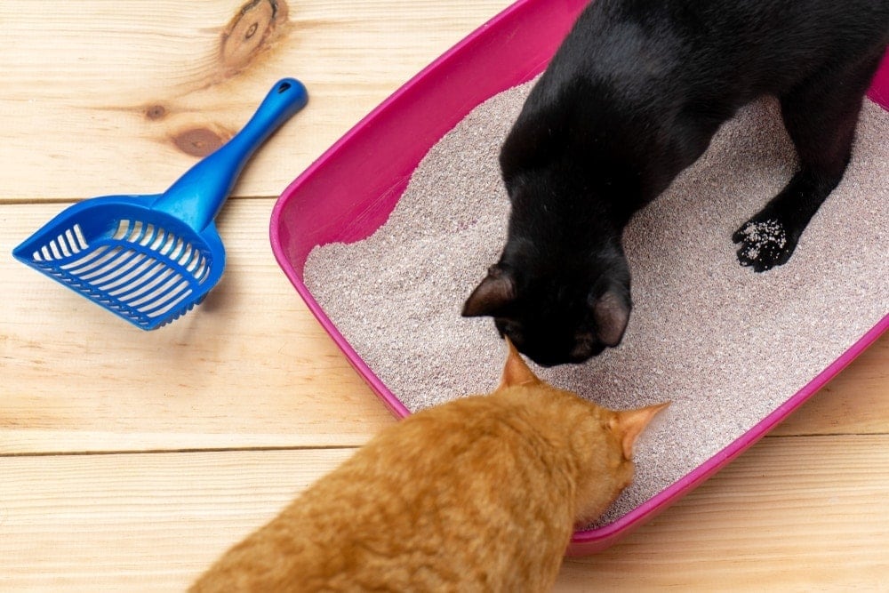 5 Amazing DIY Senior Cat Litter Box Plans You Can Create at Home (With Pictures)