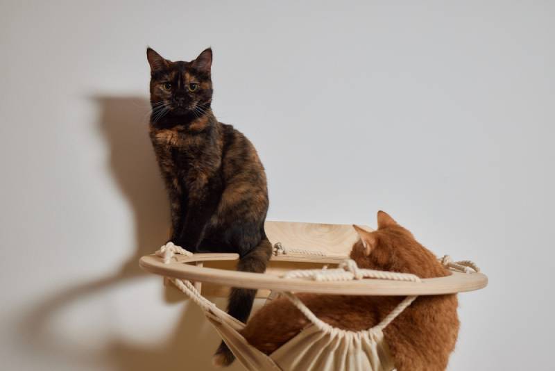 How To Tell Which Cat is Dominant? 5 Vet Approved Signs To Look For