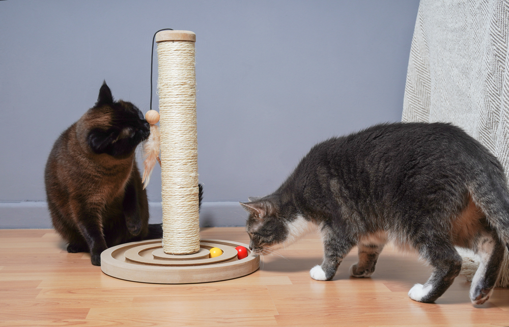 11 DIY Cat Toys With Yarn You Can Create at Home (With Pictures)