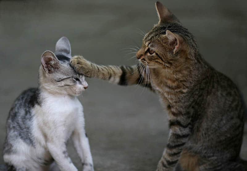 How to Choose Your Second Cat: Vet-Approved Tips for Finding a Great Friend for Kitty