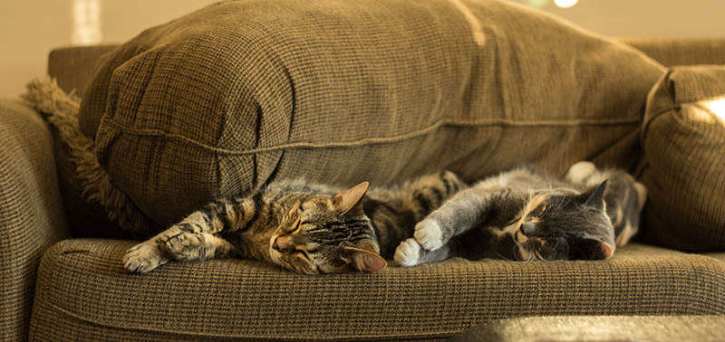 How to Tell if Your Cats Are Getting Along: Vet-Verified Body Language & Socialization Tips