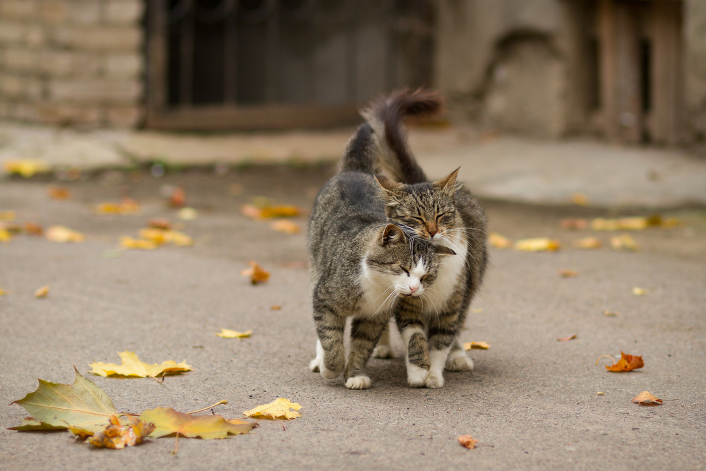 two cats walking lovingly outdoors