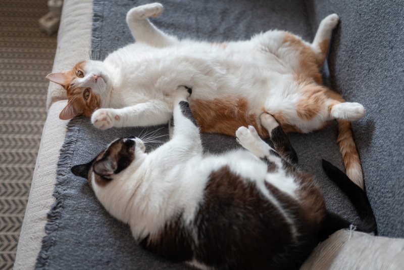 Cat Reproduction & Mating: Vet-Approved Facts & Explanation