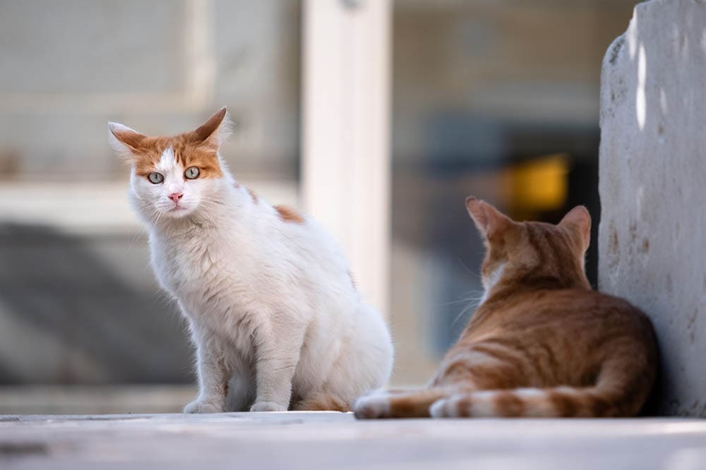 What Is a Semi-Feral Cat? Facts & Tips to Tame Them