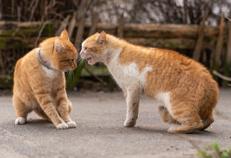 Why Does My Cat Hate Other Cats? 6 Vet-Verified Possible Reasons