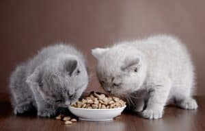 10 Best Dry Kitten Foods (2026) - Reviews & Top Picks
