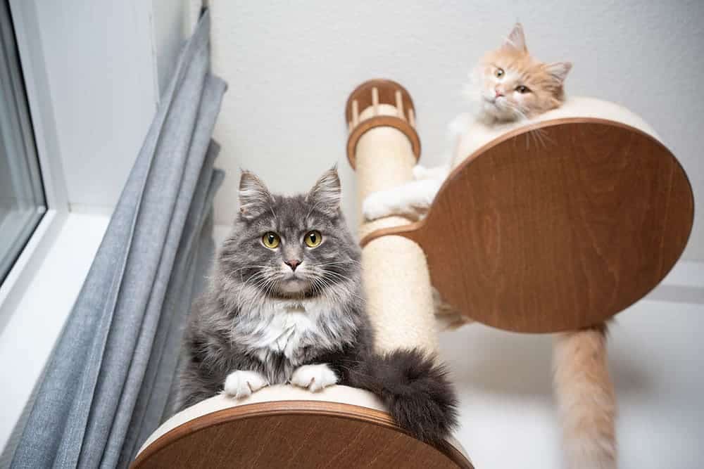 How to Clean a Cat Tree in 11 Simple Steps