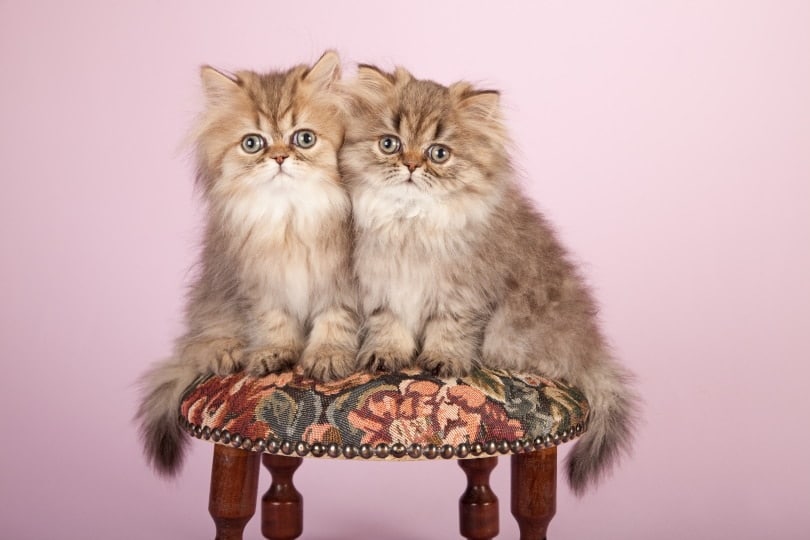 Persian Cats for Sale in North Carolina: Breeders List 2026