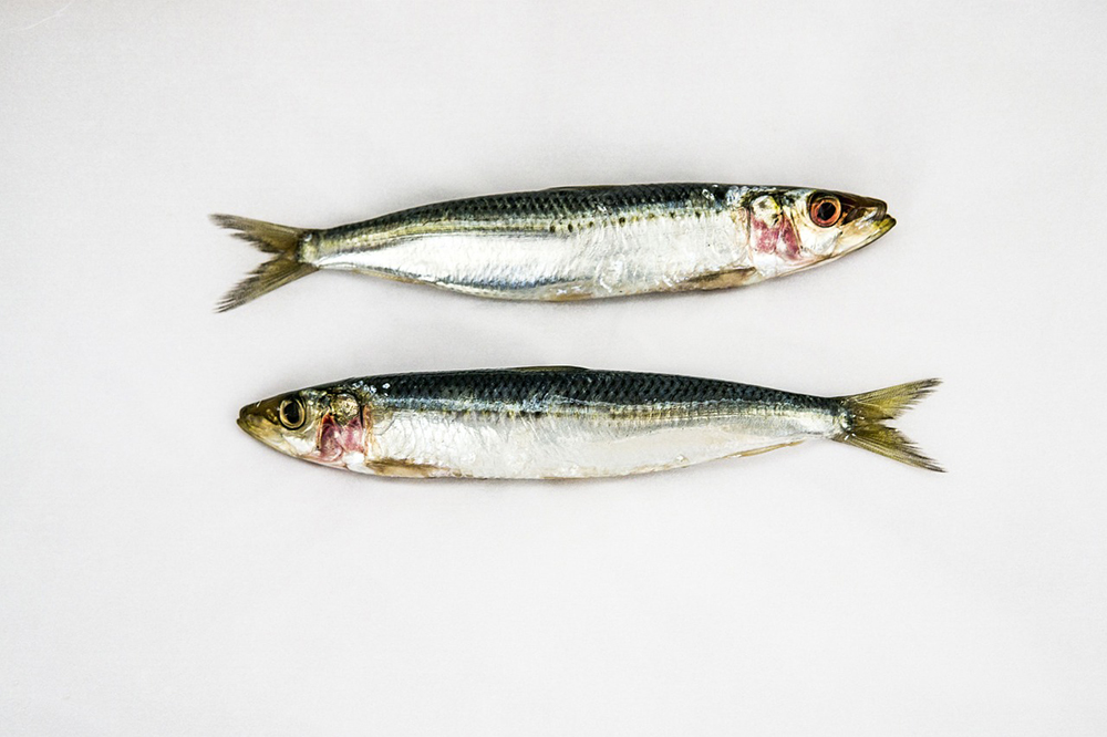 two pieces of sardines