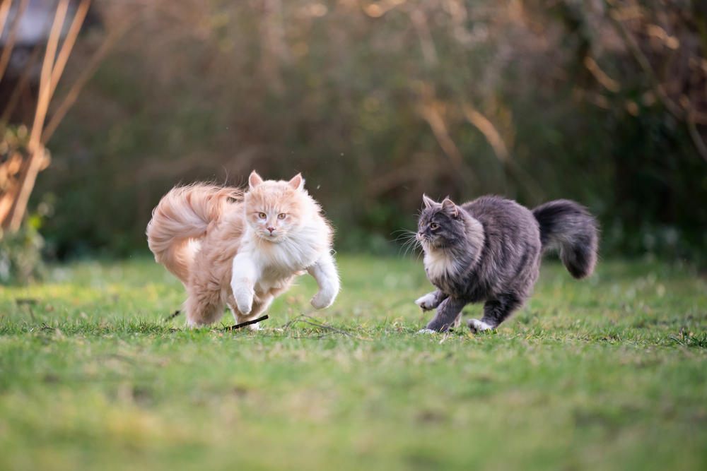 two playful maine coon cats chasing each other in the garden