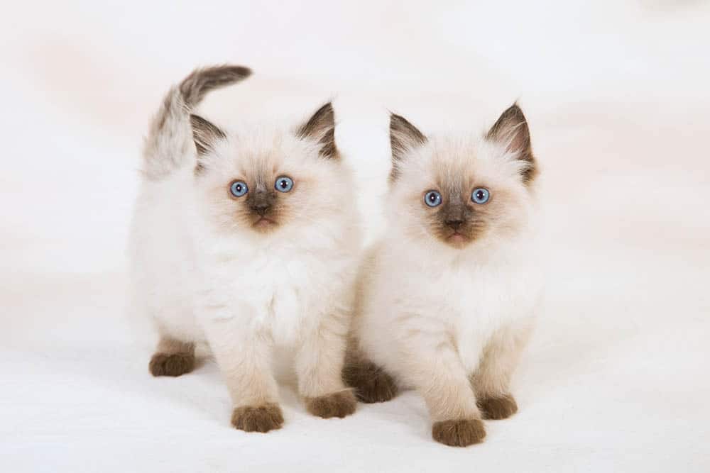 Ragdoll Kittens for Sale in Michigan: Breeders List 2026