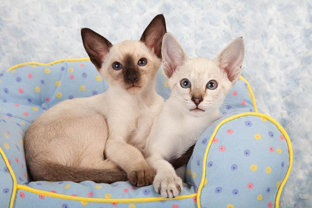 Siamese Kittens for Sale: 2026 Breeders List in Canada (BC, Ontario, Quebec, Alberta)
