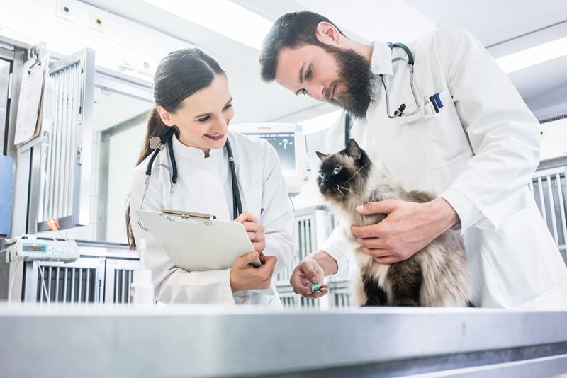 two vets examining a cat