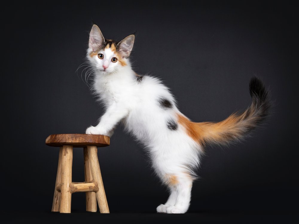 van calico norwegian forest cat in the studio