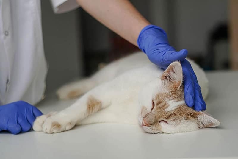 Diabetes in Cats: Causes, Signs & Care (Vet Answer)