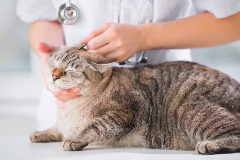 vet checking cat ear