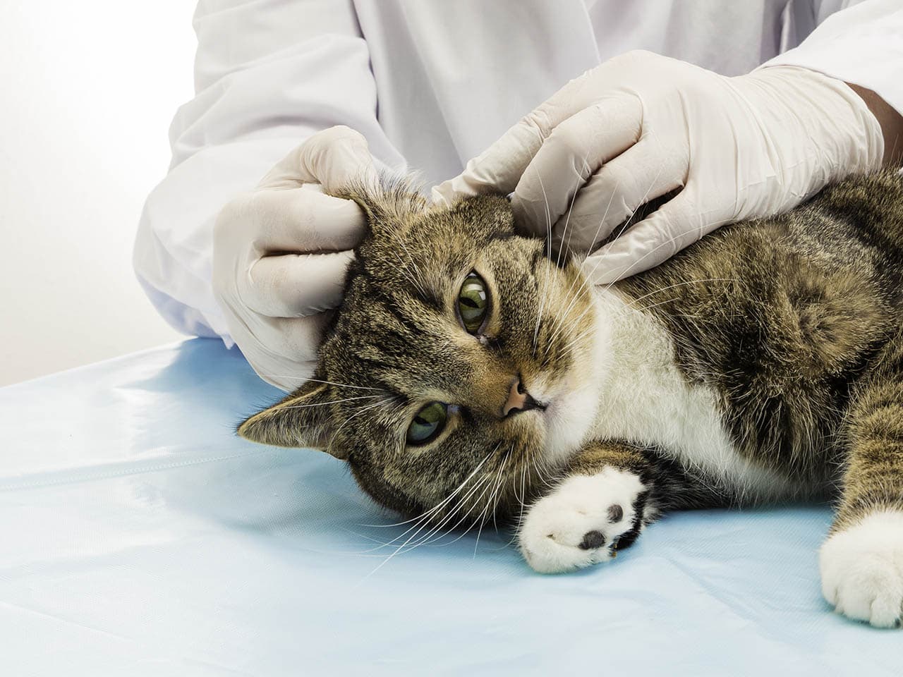 Do Cats Need a Spay or Neuter Tattoo? (Vet Answer)