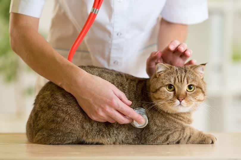 Is Feline Heart Disease (Saddle Thrombus) Hereditary? Our Vet Explains