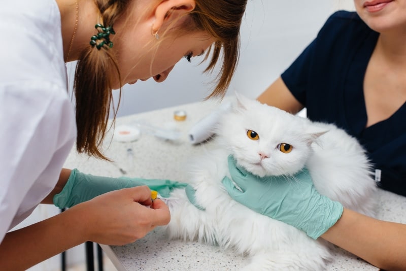 Addison's Disease in Cats: Our Vet Explains Causes, Signs & Treatments
