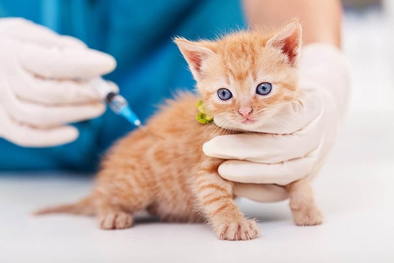What Shots Do Kittens Need? Vet-Reviewed Schedule, Facts & FAQ