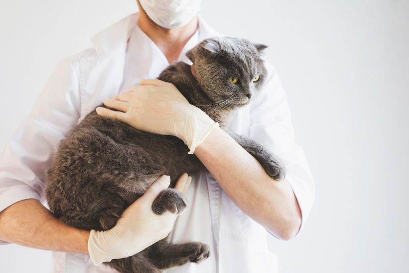 Osteochondrodysplasia in Scottish Folds: Vet Approved Signs, Causes & Care