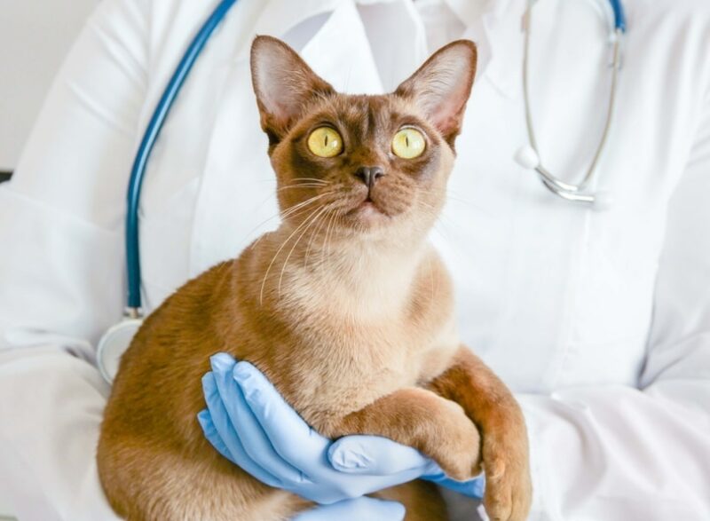 Focal Seizures in Cats: Our Vet Explains Signs, Causes & Care Tips