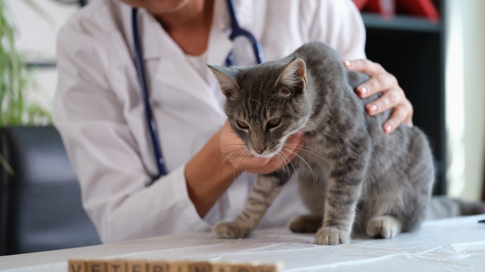 Can You Save a Cat With Kidney Disease? Our Vet Explains Prognosis & Lifespan
