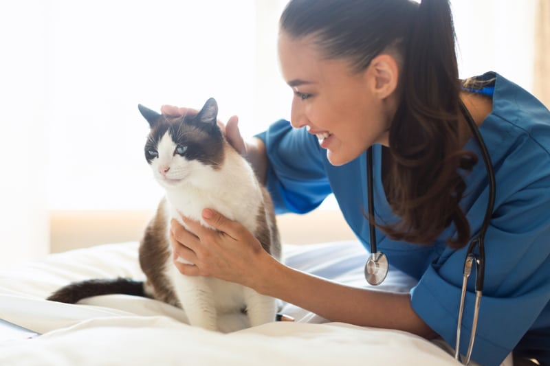 Vet Nurse Day 2026: Everything You Need to Know