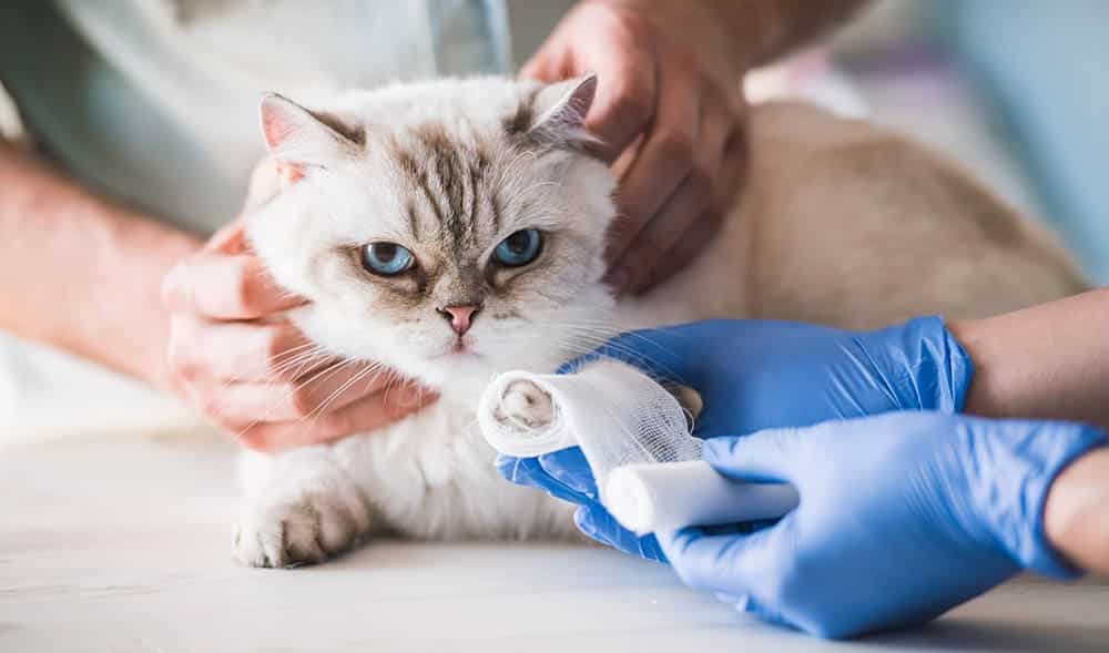 15 Hazards That Could Hurt or Kill Your Cat & How to Avoid Them (Vet Reviewed)