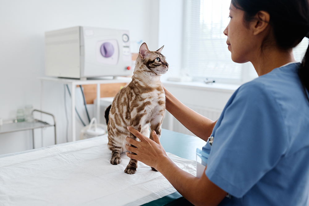 What’s the Difference Between FLUTD & FIC? Signs, Diagnosis & Treatment (Vet Answer)