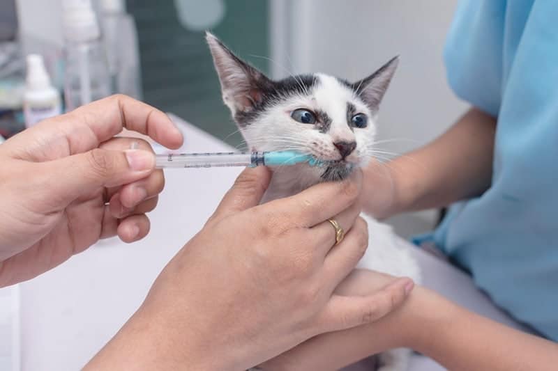 How to Deworm Feral Cats: 4 Tips & Tricks (Vet Answer)